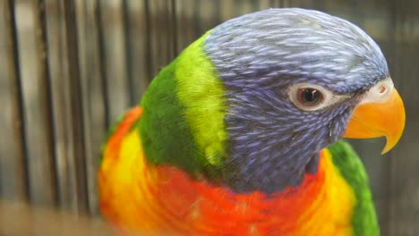 Colorful Parrot in a Cage