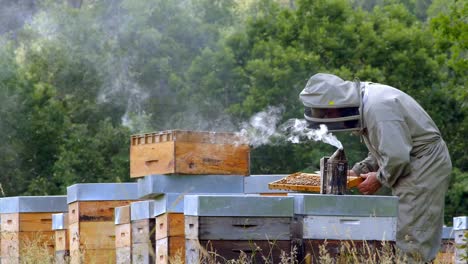 a beekeeper checks his hives in a field, his smoker is placed on a hive, dordogne, france