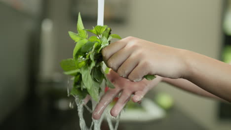 a woman washes a bunch of mint under the kitchen faucet