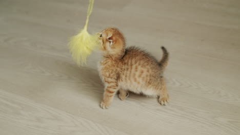 a small ginger kitten is played with a toy, the cat tries to grab the toy