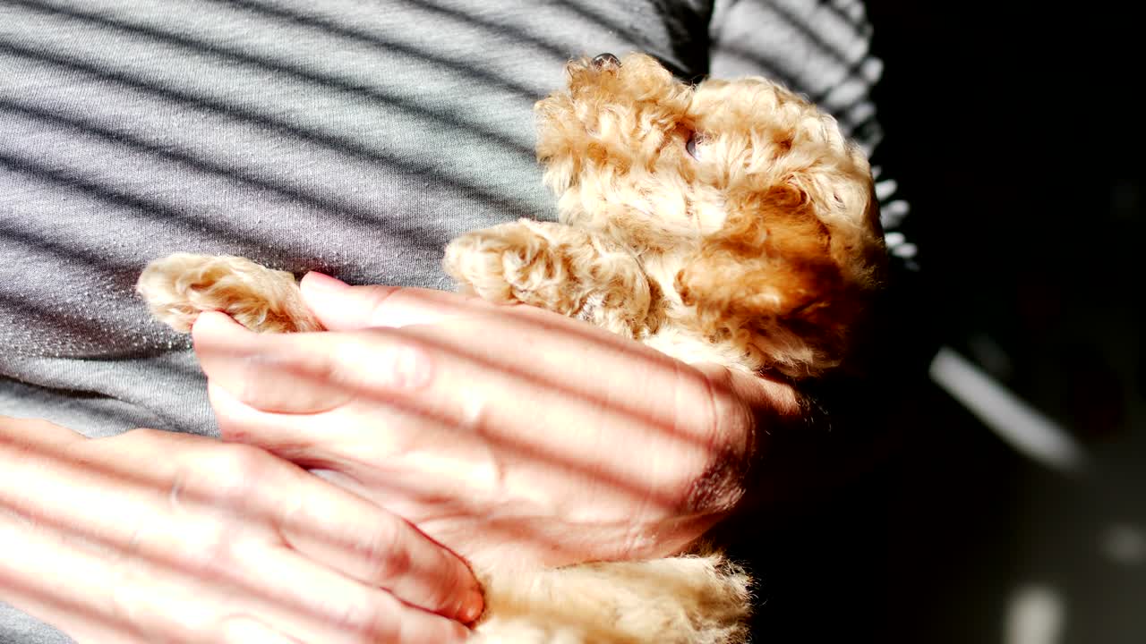 귀여운 강아지 애완동물 안고 자고