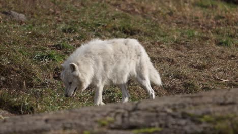 arctic wolf walking along rock ridgeline stopping to smell