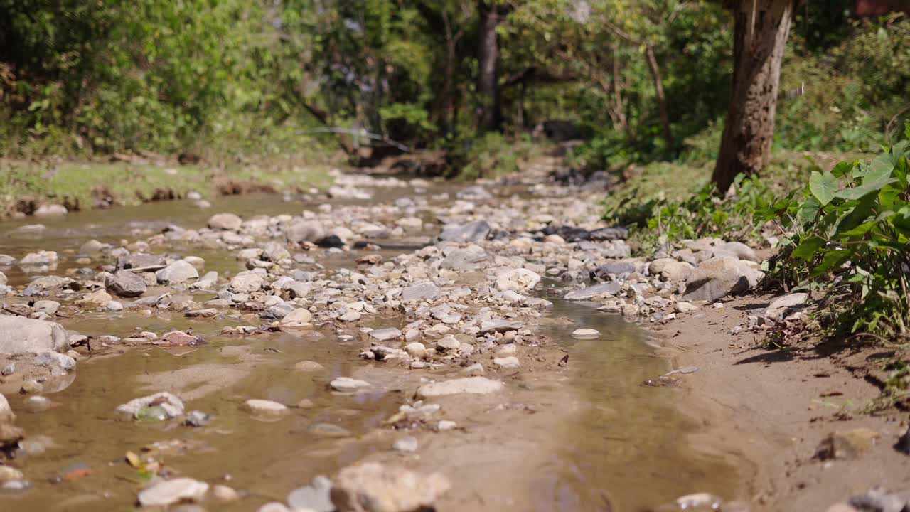 Shallow Rocky Stream in a Green Forest