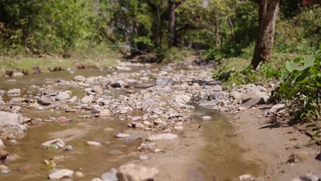 shallow rocky stream in a green forest