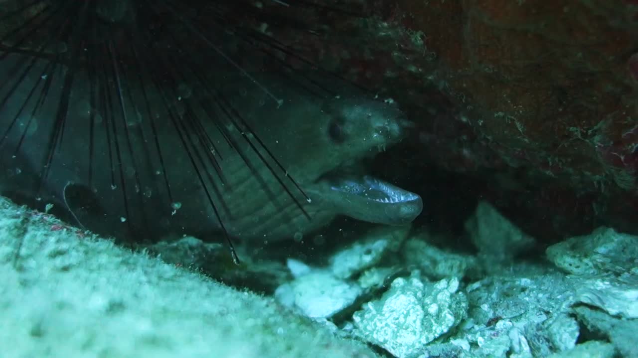 la morena ondulada permite que los camarones limpiadores simbióticos eliminen los parásitos de la boca