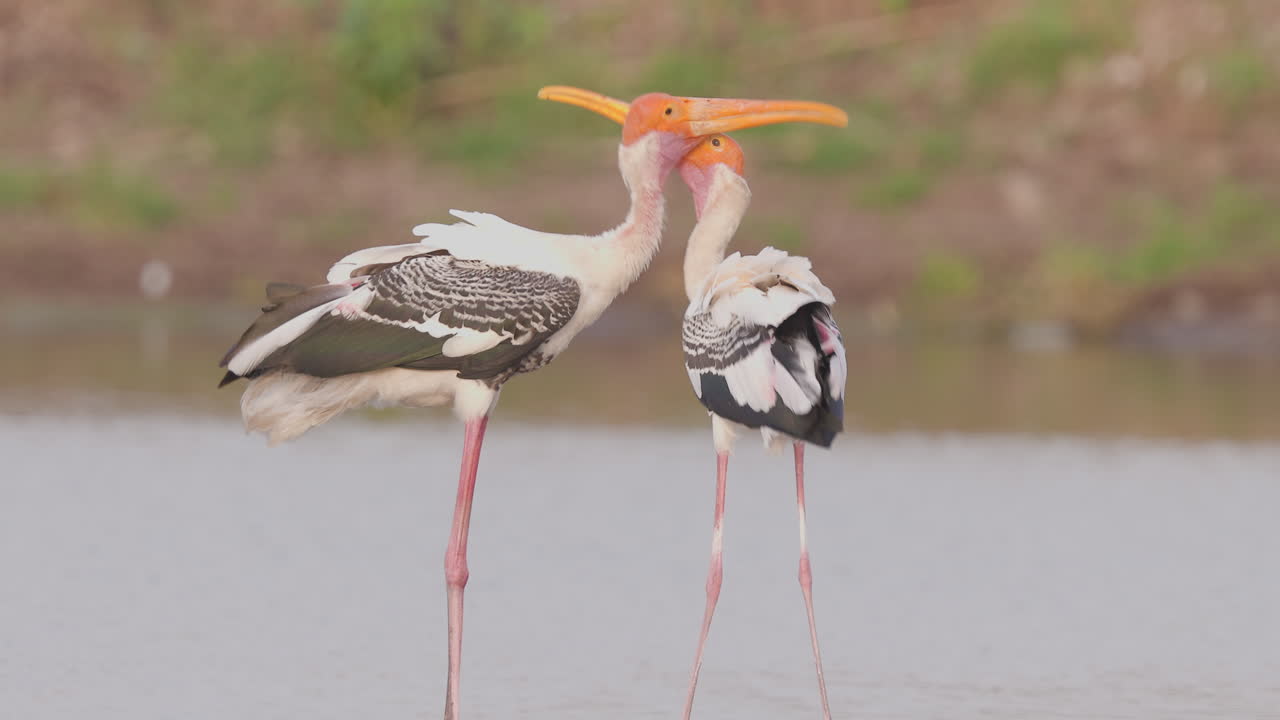 Painted stork pair performs courtship display by the water’s edge in soft morning light