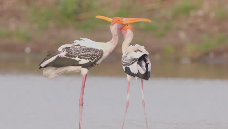 painted stork pair performs courtship display by the water’s edge in soft morning light