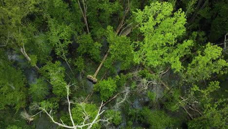 the lush, dense canopy at big cypress tree state park with a striking dead tree, aerial view