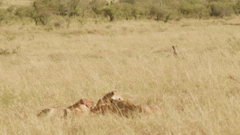 A-pride-of-lions-share-a-recent-kill,-as-a-hyena-looks-on-enviously