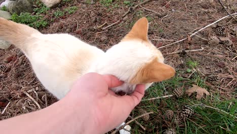 the cute little cat playing on the ground with rocks, dried grass and other debris in flat rock michigan - close up shot