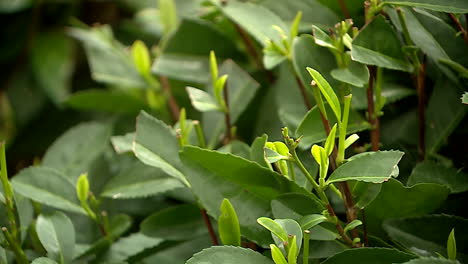 close-up of tea leaves