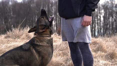 beautiful german shepherd barking at its master outdoors, slomo