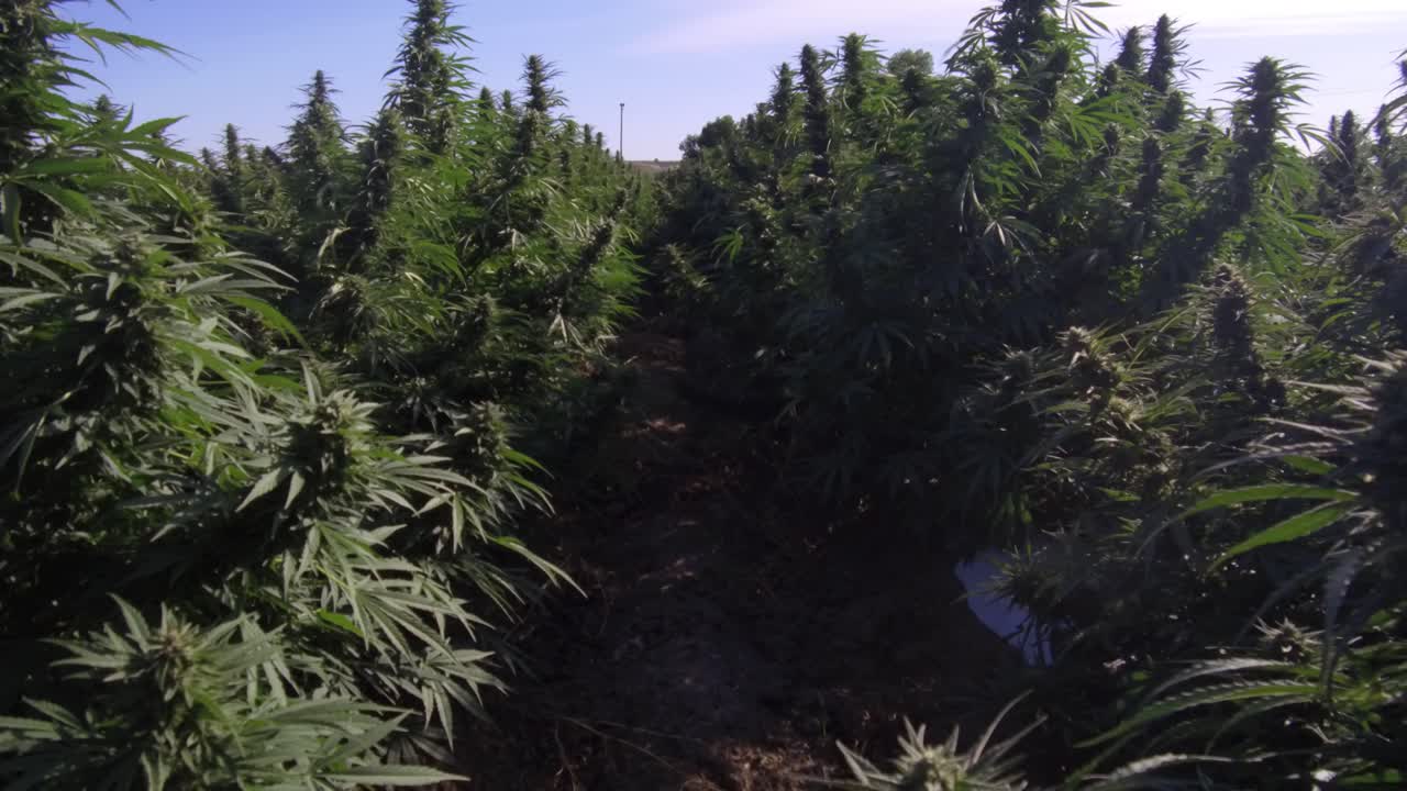 Hemp plants in a field.