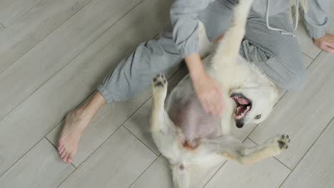 the owner plays with a golden retriever puppy. sitting on the floor of his house, petting and tickling the puppy's belly