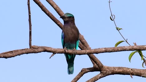 The-Indian-Roller-is-common-in-Thailand,-readily-seen-when-travelling-to-the-province-and-national-parks