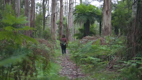 El-Hombre-Está-Caminando-Por-El-Bosque,-Caminando-Por-Senderos-Y-Llevando-Palos-De-Madera