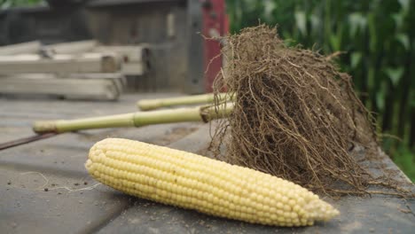 corn kept beside a corn roots stock