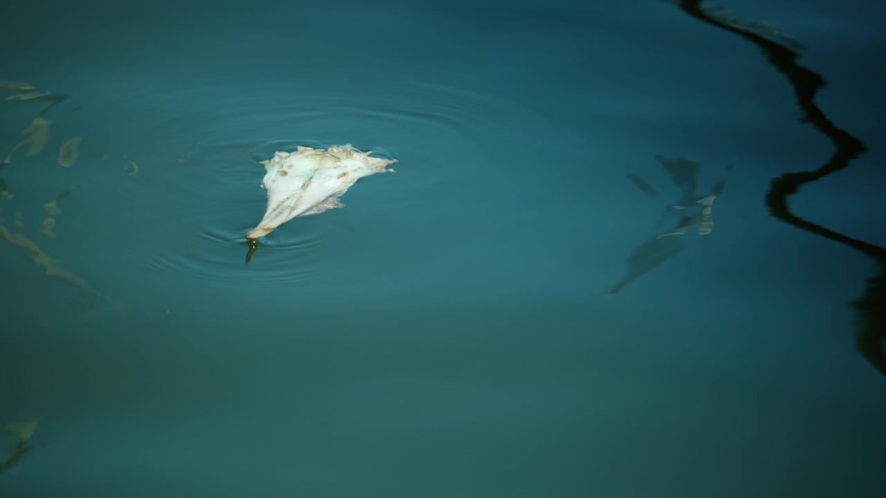 Dead fish carcass floating on the surface of polluted ocean water, highlighting environmental issues and harmful waste impact