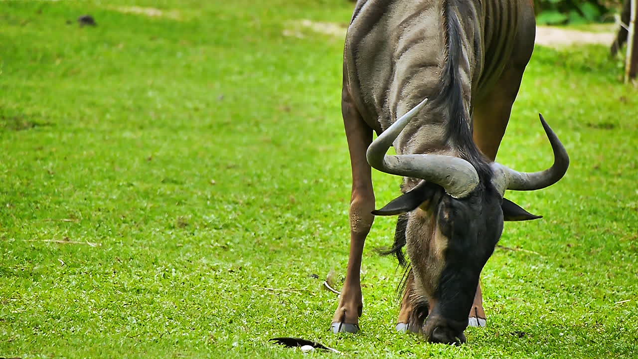 Close‑up of a wildebeest grazing on green grass in a natural habitat, showcasing its curved horns, striped coat, and muscular build, captured in a detailed wildlife scene