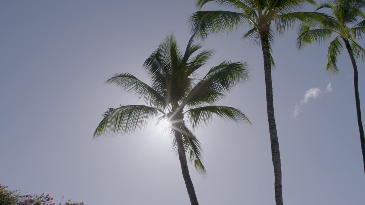 palmeras en hawaii, con el sol asomándose a través de las hojas al mediodía