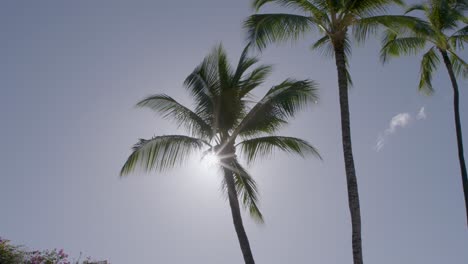 Palm-Trees-in-Hawaii,-with-the-sun-peeking-through-leaves-in-midday