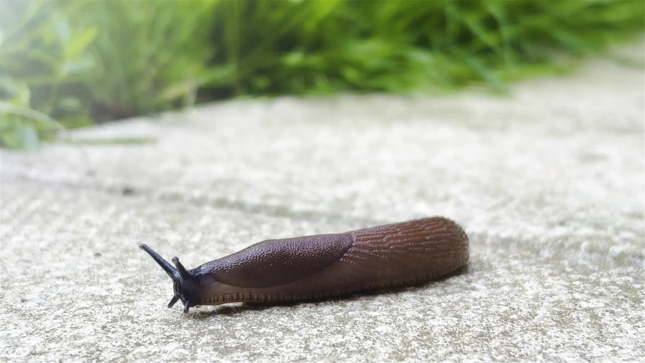 Black slug close up UK garden, HD