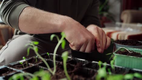 la mano del jardinero trasplantando la plántula en una olla de plástico negra