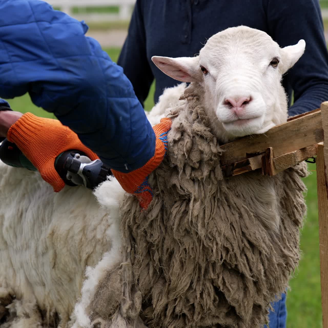 Shearing white sheep. Farmers working on a sheep farm for wool production. Electric clipper cutting adult sheep outdoors