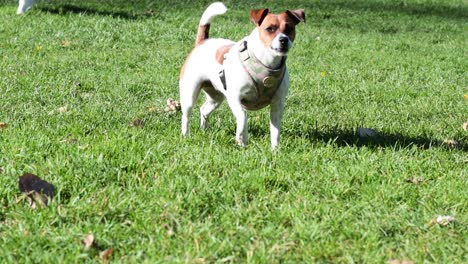 two dogs playing on green grass