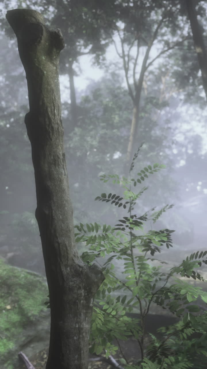 Misty forest with lush greenery and soft sunlight filtering through
