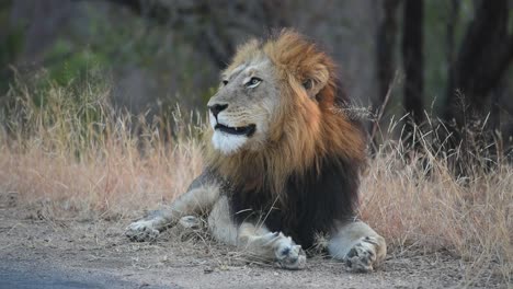 a wide shot of a beautiful male lion resting next to the road and yawning in kruger national park