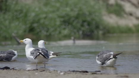 seagulls cleaning, splashing and drinking water at the beach in slow mo 4k