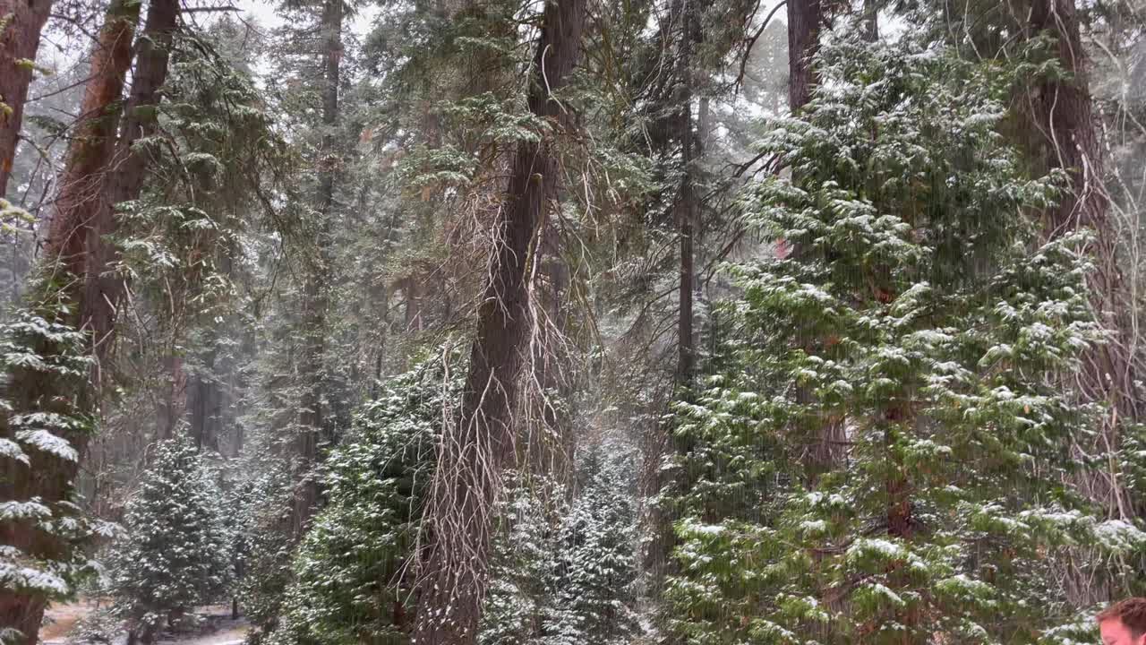 세쿼이아 국립공원의 눈보라 4k 영상