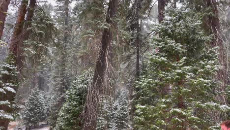imágenes en 4k de una tormenta de nieve en el parque nacional de las secuoyas