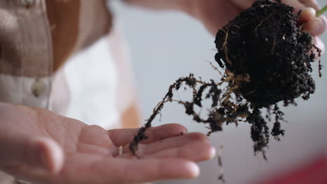 creative supports root on palms, close up view of delicate root network in moist soil, hands cradle earthy root ball under soft indoor light while gentle cultivation ritual unfolds in cozy home