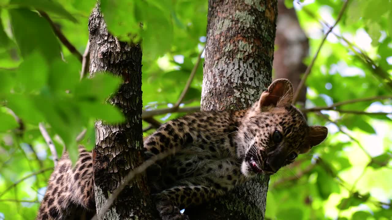el leopardo de indochina es una especie vulnerable y uno de los grandes felinos de tailandia