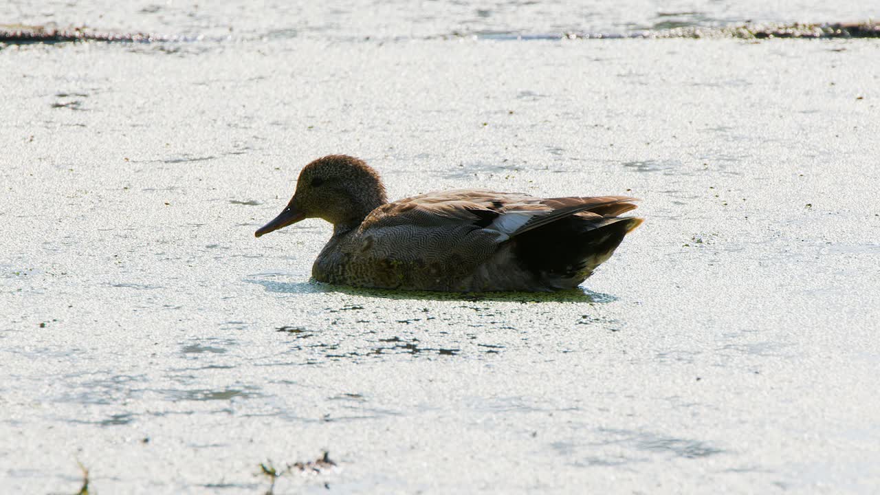 Mallard duck hen feeds on thick algae layer on northern wetland pond