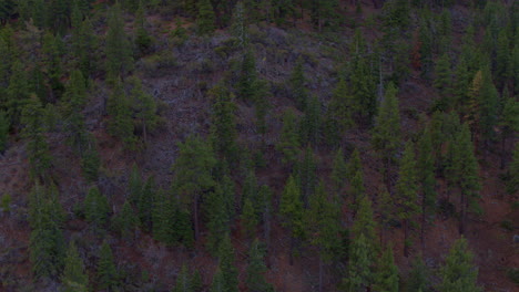 Ziehen-Sie-Sich-Von-Douglasienbäumen-Weg,-Die-Einen-Hügel-Bedecken,-Und-Kippen-Sie-Bis-Zur-Spitze-Des-Kamms-In-Lake-Tahoe