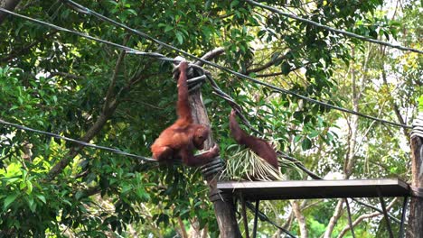 hambrientos y juguetones grandes simios orangutanes acurrucados, luchando y peleando por comida en la plataforma en el zoológico de singapur, sudeste de asia, toma de movimiento manual