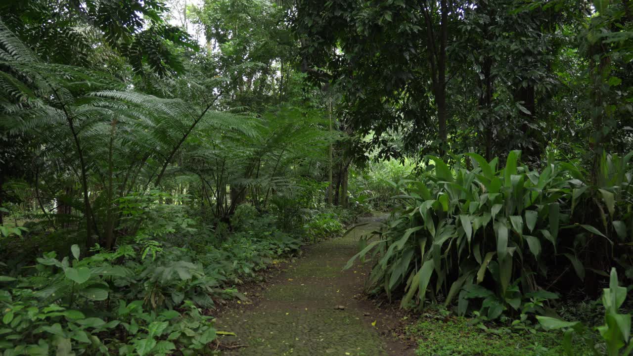 Overgrown path walk on a thick tropical forest.