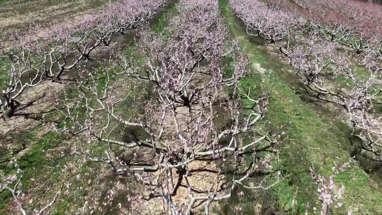 Frutteto di peschi in fiore con file di alberi fioriti e fiori rosa tenui in primavera, che mostra un paesaggio agricolo e la crescita naturale nella Pennsylvania rurale, USA. Vista aerea