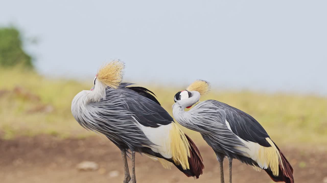 fotografía en cámara lenta de grúas coronadas grises en la orilla del río mara pastando con colorido plumaje con gracia en las praderas, vida silvestre africana en maasai mara, kenia, áfrica animales de safari en maasai mara