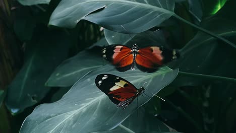 two orange butterflies on green leaves