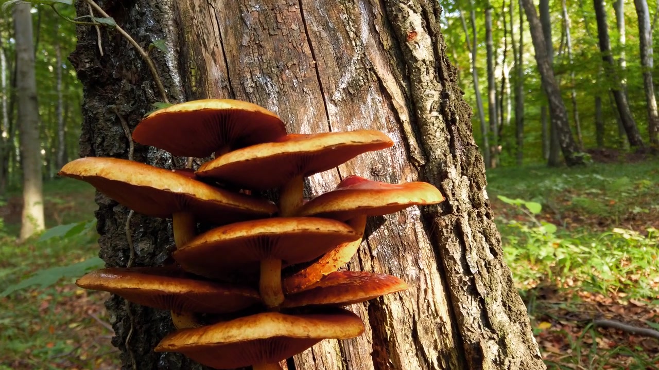 Pholiota aurivella. Lesní houby na kmeni stromu