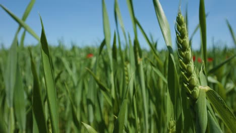 green grains of wheat in a field with weeds sway in the wind