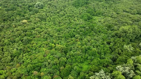 aerial drone shot flying over vast dutch deciduous forest