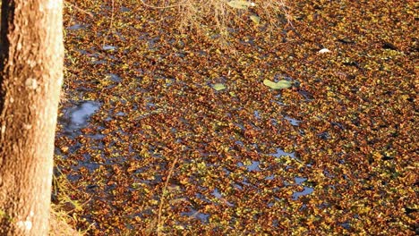 salvinia molesta covering pond at gold coast gardens