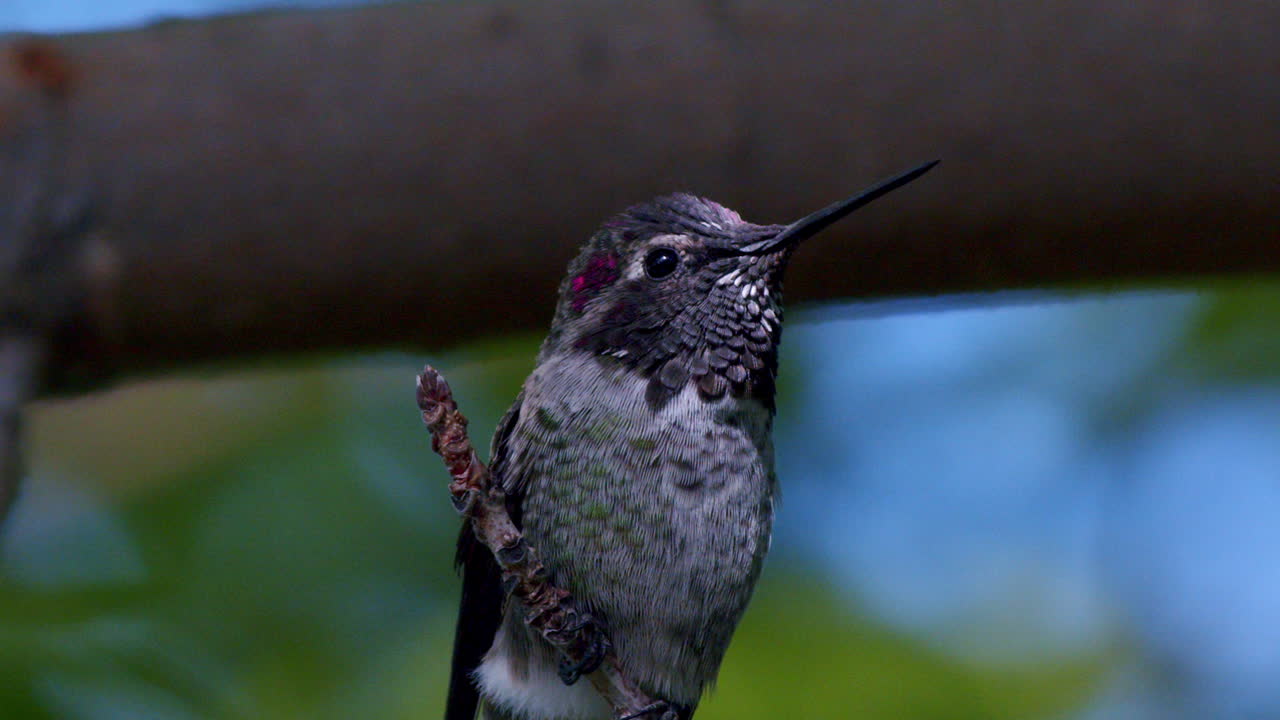 un primerísimo plano de colibrí a la luz del sol