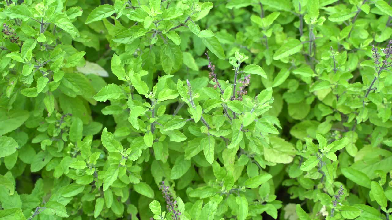 albahaca sagrada o tulsi una planta ayurvédica tulsi se ha utilizado como medicina en las escrituras hindúes desde la antigüedad