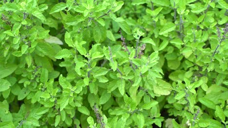 Holy-basil-or-Tulsi-An-Ayurvedic-Plant-Tulsi-has-been-used-as-a-medicine-in-Hindu-scriptures-since-ancient-times